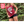 Load image into Gallery viewer, Laurel&#39;s Butter Maroon Tank
